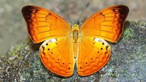 Tamil Nadu Butterfly
